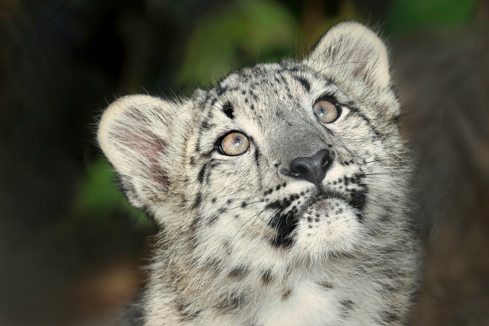 Northern Pakistan Snow Leopard