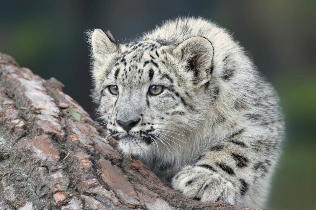 A close up of a snow leopard on a tree