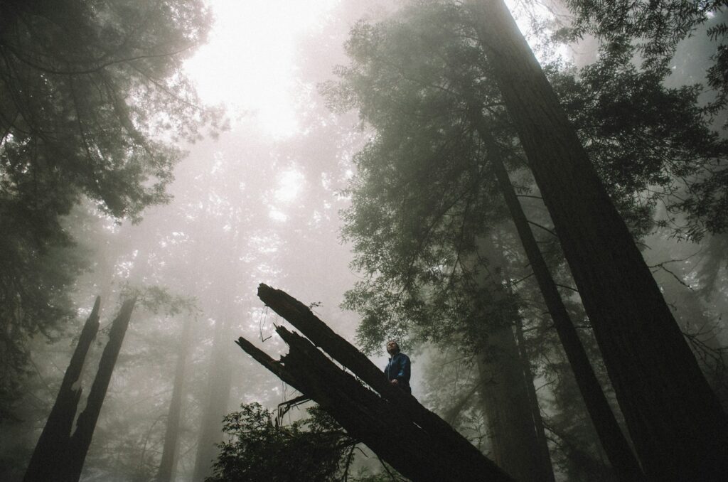 Sharan Forest