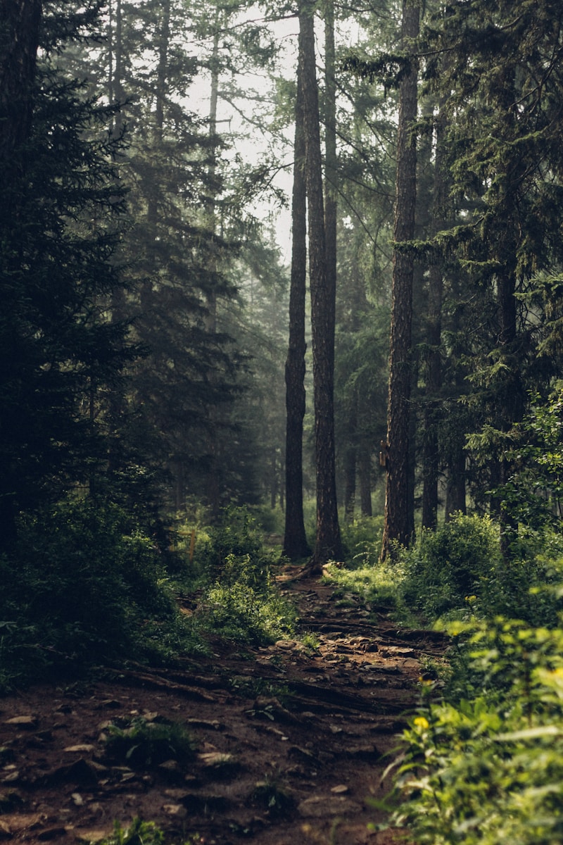 Sharan Forest